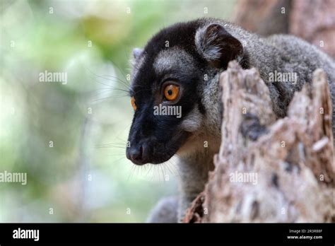 Common brown lemur, Eulemur fulvus, Madagascar wildlife Stock Photo - Alamy