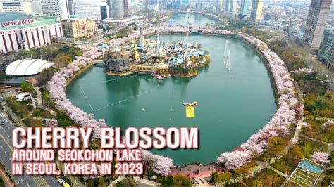 CHERRY BLOSSOM AROUND SEOKCHON LAKE IN SEOUL KOREA IN 2023 YouTube