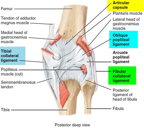 Anterior Cruciate Ligament Anatomy Function Injury Reconstruction