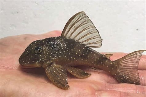 12 Smallest Pleco Species Ranked By Size