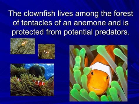 Predation Mutualism Commensalism Or Parasitism Ppt