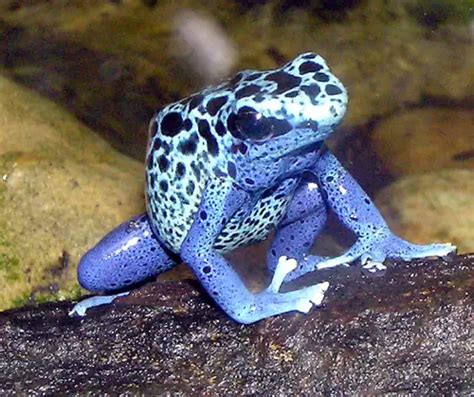 10 Interesting Poison Dart Frog Facts | My Interesting Facts