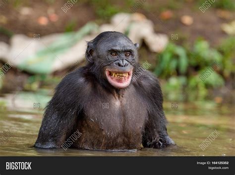Chimpanzee Bonobo Image And Photo Free Trial Bigstock