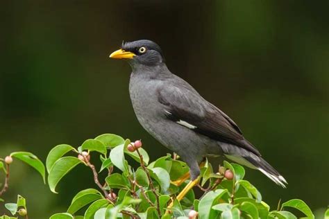 Burung Jalak: Jenis, Perawatan, Cara Membedakan Kelaminnya