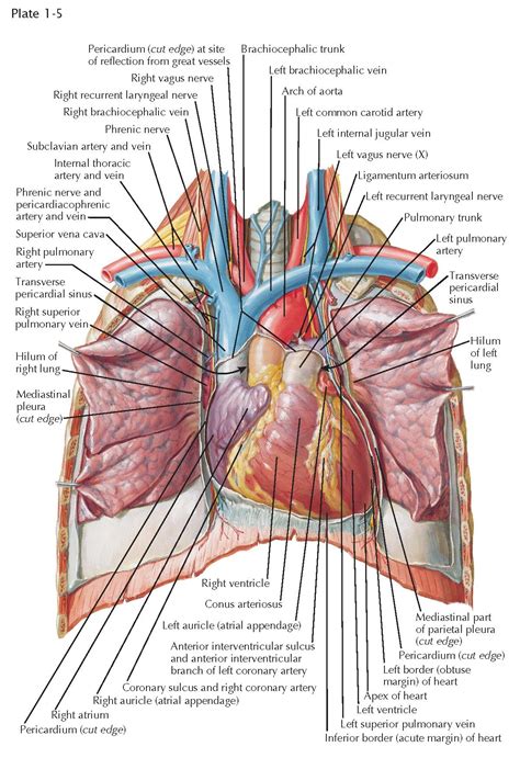 Exposure Of The Heart Anatomy