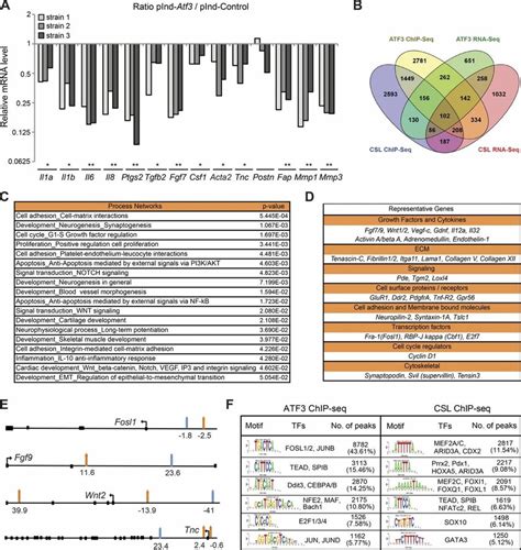 Induced Atf3 Suppresses CAF Effector Genes With Large Overlap Of