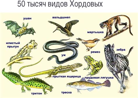 Интересные факты о хордовых