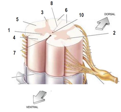 Diagramme De Neuroanatomie 20 Quizlet