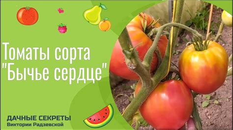 Томаты сорта "Бычье сердце". Помидоры крупные, мясистые и очень вкусные ...