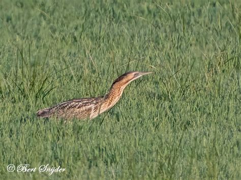 Great Bittern | Birding in Portugal, Individual Bird Watching Holiday
