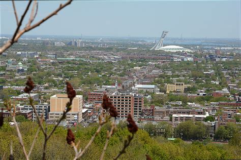 Secrets Hidden In Mount Royal Park The Tribune