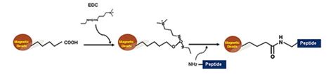 Carboxyl Magnetic Beads Advanced Biochemicals