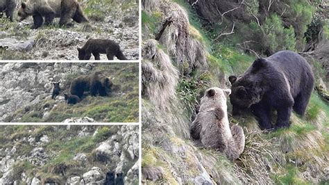 Somiedo Un Espect Culo De Osos El Parque Natural Ofrece Im Genes De