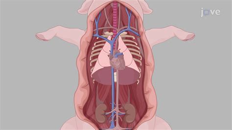 Porcine Aorta Isolation A Surgical Procedure To Excise The Thoracic