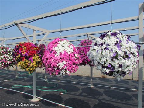 12in Super Trailing Petunia Trials Petunia Hanging Baskets Petunias