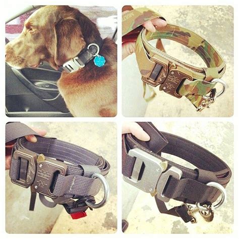 Cobra Buckle K9 Collar