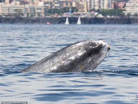 Whale Who Lost Tail Fins To Propeller Spotted Off Coast Of Italy