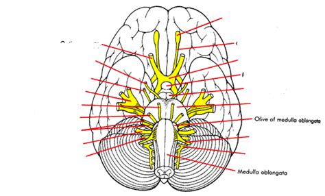 Cranial Nerves Diagram Quizlet