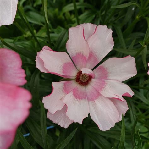 Ranunculus Butterfly Lycia 12 1 Monarch Flowers