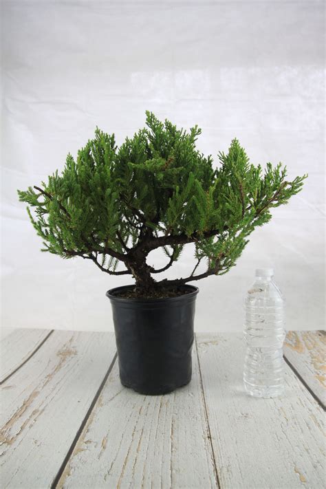 Juniper Bonsai Tree - Juniper Bonsai Trees For Sale - Buy Juniper ...