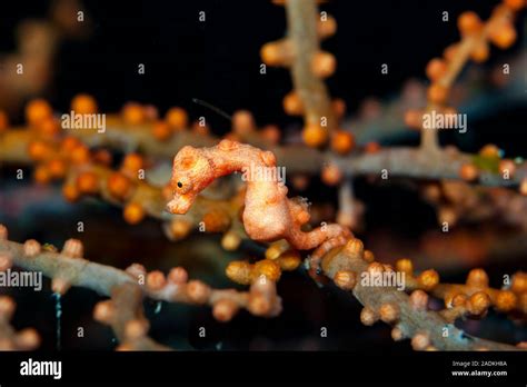 Denise Pygmy Seahorse Hippocampus Denise Stock Photo Alamy