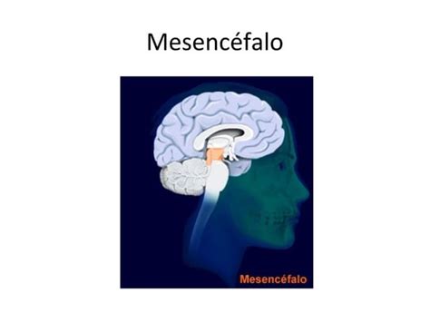 Clase 2 Y 3 Qué Son Las Neurociencias Organizacion Sn Ppt