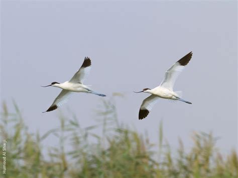 pied avocet kuwaitbirdsorg