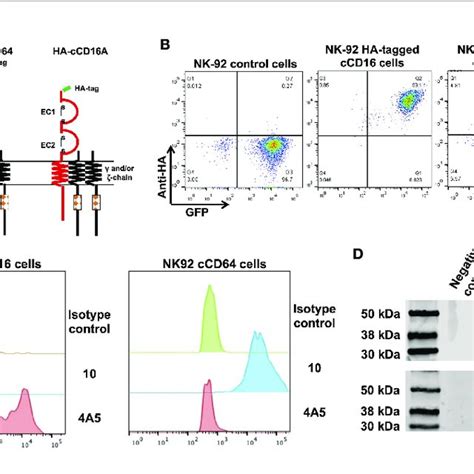 (PDF) Examination of IgG Fc Receptor CD16A and CD64 Expression by ...