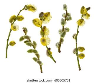 Pussy Willow Branches Set Isolated On Stock Photo Shutterstock