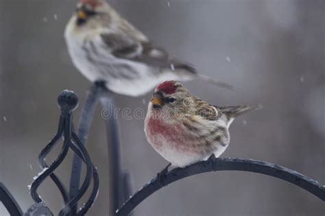 Two Birds Common Redpolls Perched on the Fence in Canada Stock Photo - Image of ornithology ...