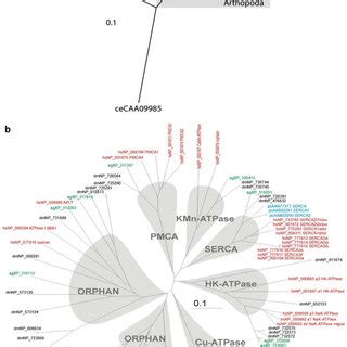 A Unrooted Neighbor Joining Phylogenetic Tree Of Selected Serca