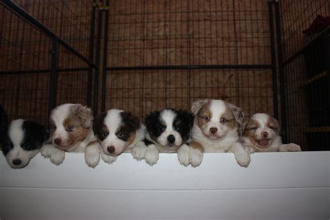 Adopt A Border Collie - Puppies For Sale in Ontario, Canada | Asset Kennels