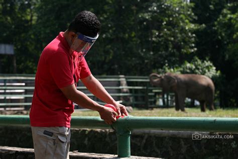 Taman Margasatwa Ragunan Dibuka Kembali Untuk Pengunjung Aksi Kata