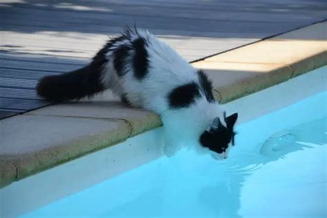 Do Cats Know How To Swim 4 Breeds That Are Strong Swimmers