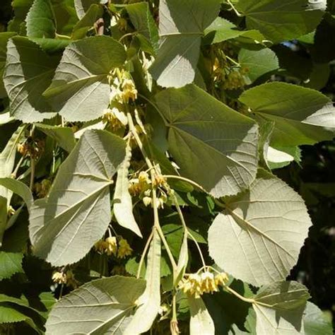 Tilia petiolaris - Weeping Lime – Future Forests