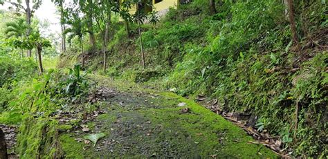 Southeast Asian Tropical Forest Rain Forest Jungle In Asia Damp