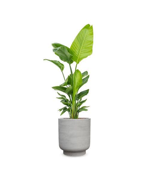 Strelitzia Kopen Fleurdirectnl Fleurdirect I 2024
