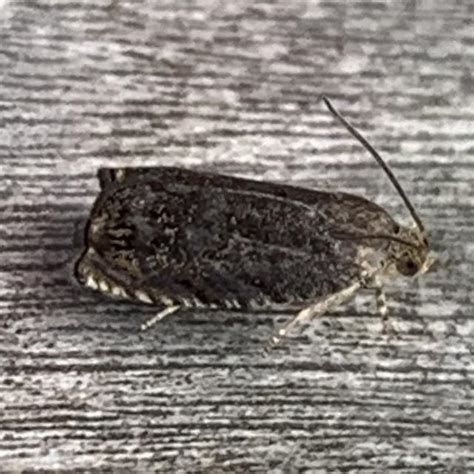 Hickory Shuckworm Moth Cydia Caryana Fitch 1856 Butterflies And