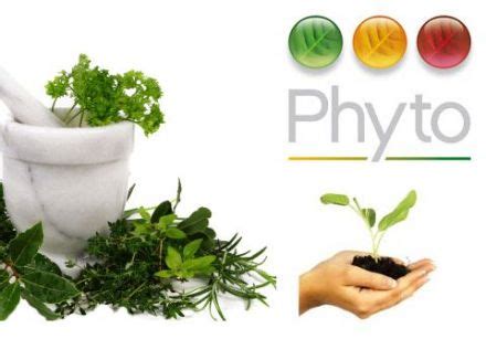 Qu Est Ce Que La Phytoth Rapie Et Quoi Sert Elle La Phytoth Rapie De