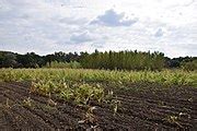 Category Maize Fields In Odesa Oblast Wikimedia Commons