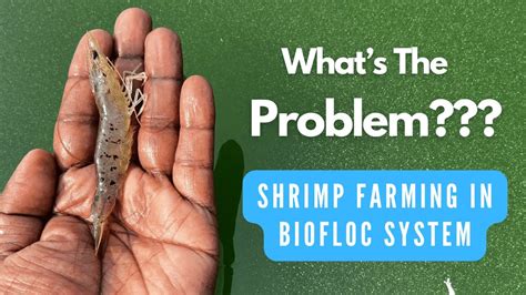 Vannamei Shrimp Farming Using Biofloc System Black Spot Disease Part