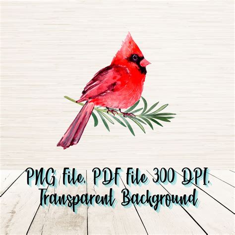 Watercolor Cardinal Png File Digital Download Nature Art Floral