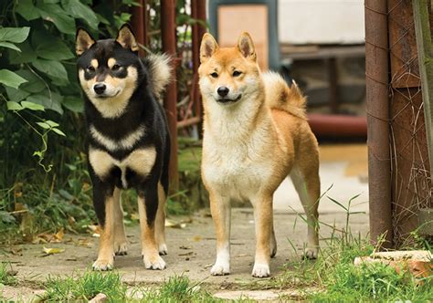 Race De Chiens Shiba Inu D Couvrez Des Faits Fascinants E