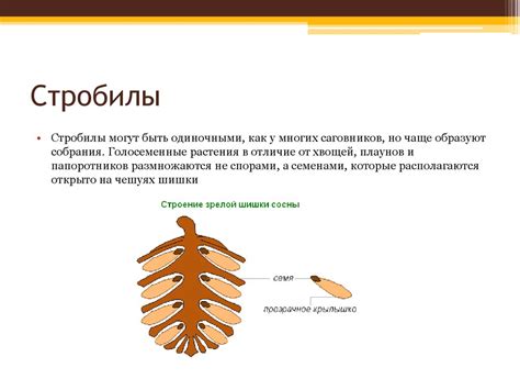 Семенные растения - презентация онлайн