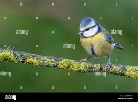 Blue Tit Cyanistes Caeruleus Adult Perched On Lichen Covered Tree