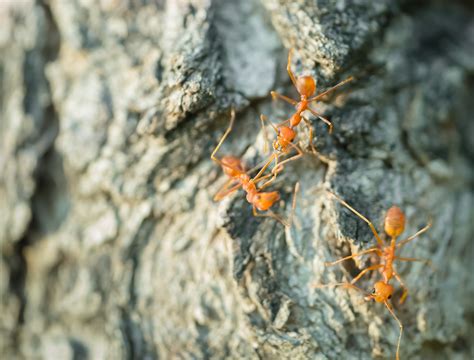 Ants Golden Hills Pest Control