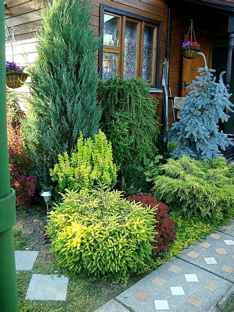 Types Of Conifers Evergreens