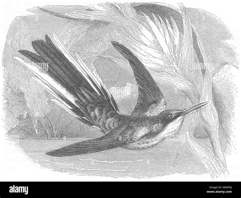 Fairy Hummingbird Hi Res Stock Photography And Images Alamy