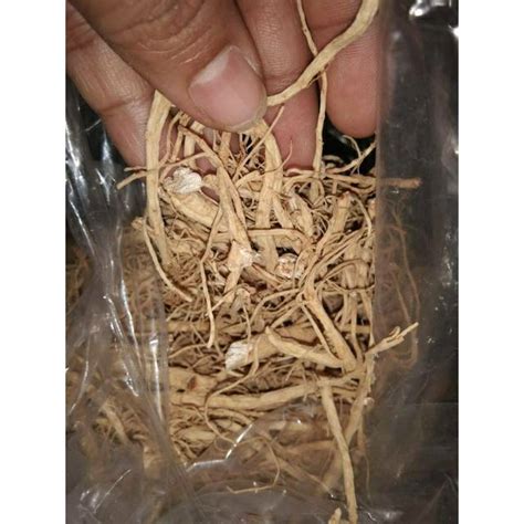 Jual Akar Ginseng Yang Shen Xu Som Chiu Semsi 50g Shopee Indonesia