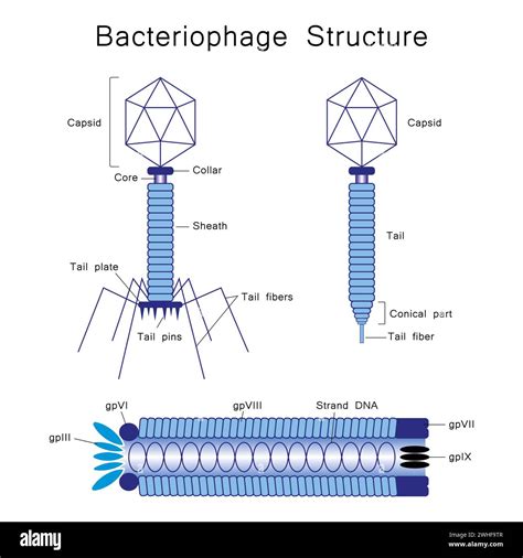 Structure bacteriophage hi-res stock photography and images - Alamy